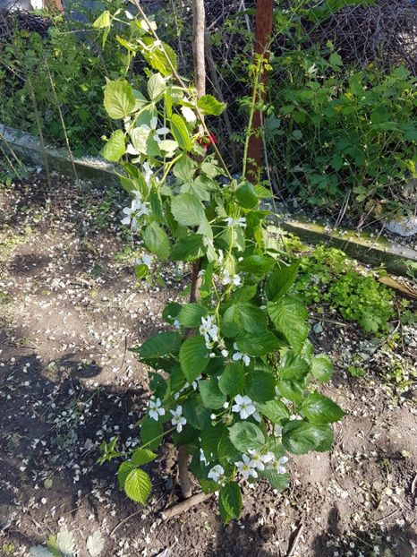 mur 20170511_165650 - Mur SPANIA EXTRA -fara spini