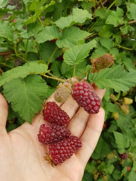 taiberi medena20170608_115314 - Tayberry Medana