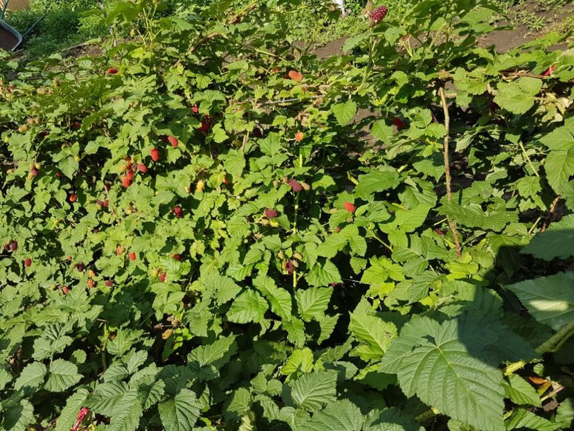 taiberi medena20170611_164512 - Tayberry Medana