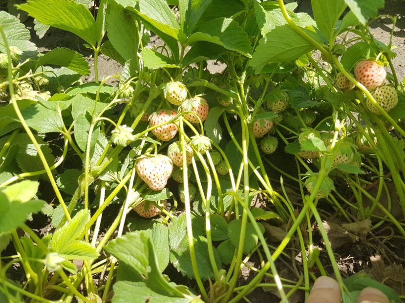 capsuni pineberry 20170524_125150 - Capsuni albe Ananas -PINEBERRY