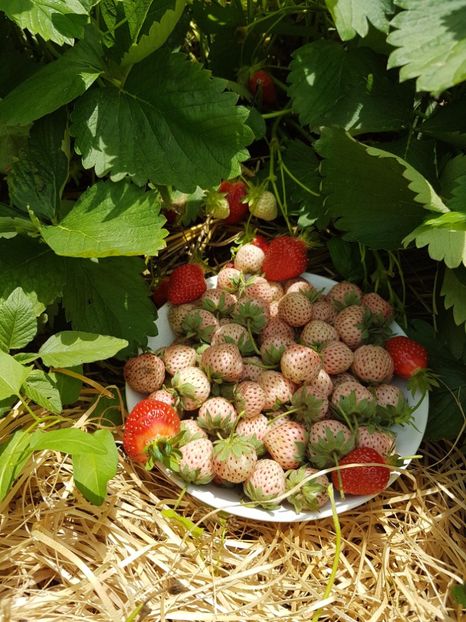 capsuni pineberry+ clery20170524_132031 - Capsuni albe Ananas -PINEBERRY