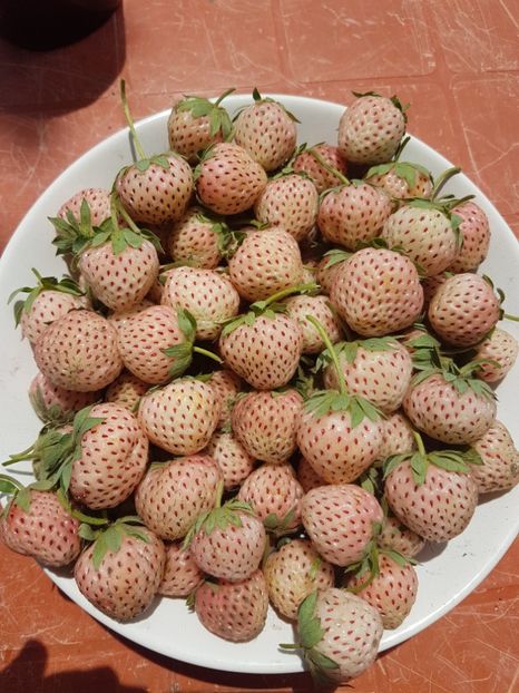 capsuni pineberry20170524_131430 - Capsuni albe Ananas -PINEBERRY