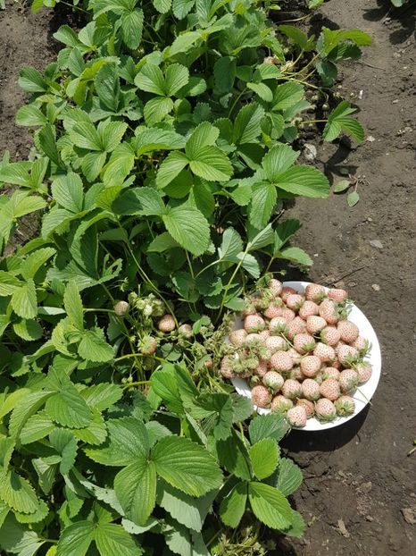 capsuni pineberry20170524_131701 - Capsuni albe Ananas -PINEBERRY