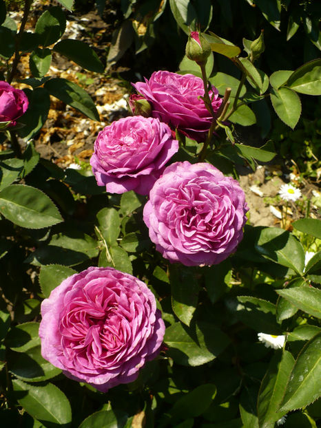 P1260236 - Heidi Klum - 2017