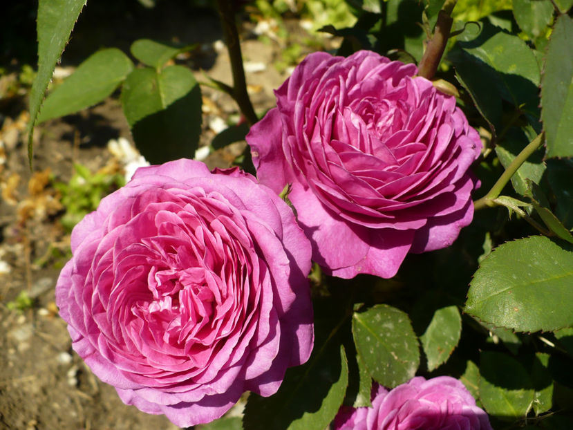 P1260238 - Heidi Klum - 2017