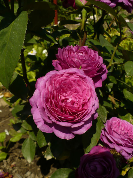 P1260240 - Heidi Klum - 2017