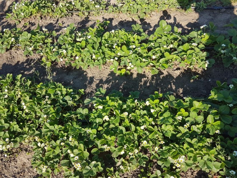 capsuni snow white 20170426_175617 - Capsuni albe SNOW WHITE