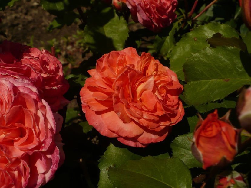 P1260190 - Emilien Guillot 2017