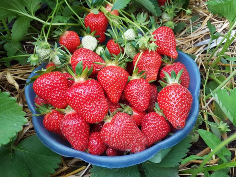 capsuni clery 20170517_185007 - capsuni CLERY -soi timpuriu