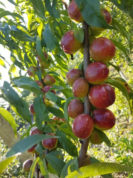 nectarin nectared20170610_072104 - Nectarin Nectared