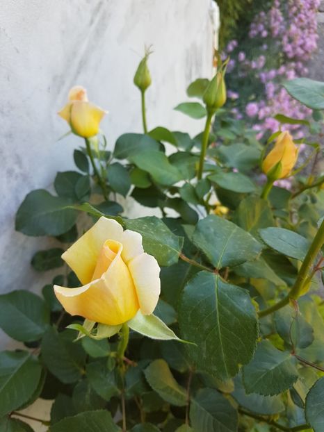 trandafir casanova 20170518_111018 - flori