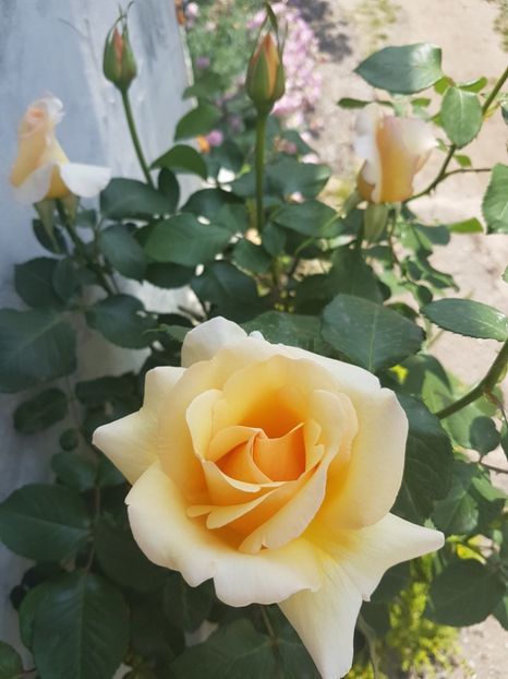 trandafir casanova 20170520_132042 - flori