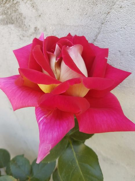 trandafir kronenborg 20170518_110948 - flori