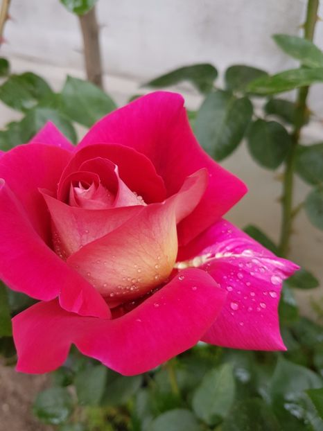 trandafir kronenburg 20170519_114520 - flori