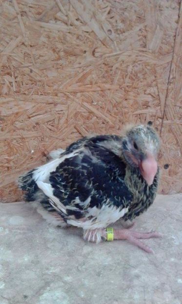 07 - Tineret AGH 2017