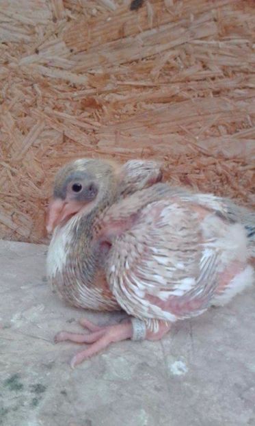 09 - Tineret AGH 2017