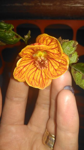 Striatum - Abutilon