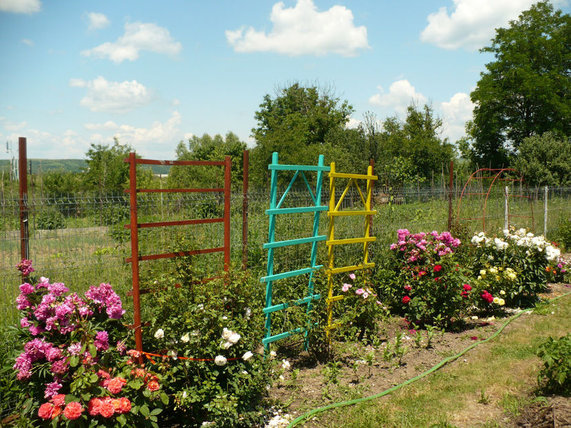 P1260194 - Gradina din iunie