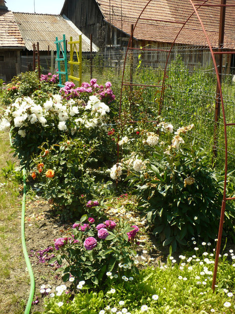 P1260269 - Gradina din iunie