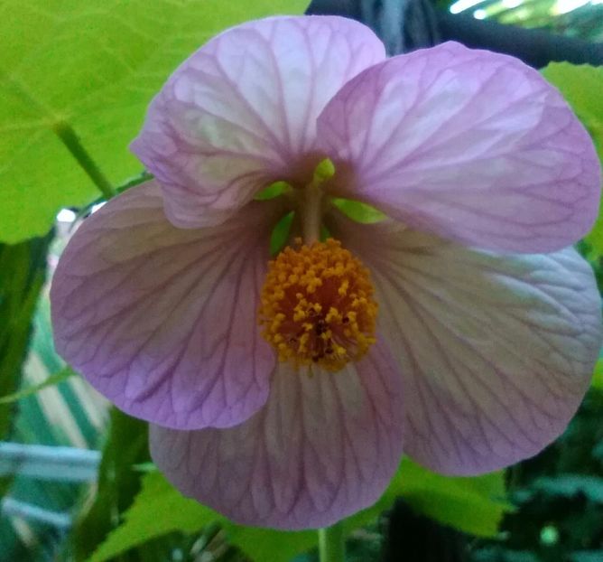  - colecția mea de abutiloni din seminte