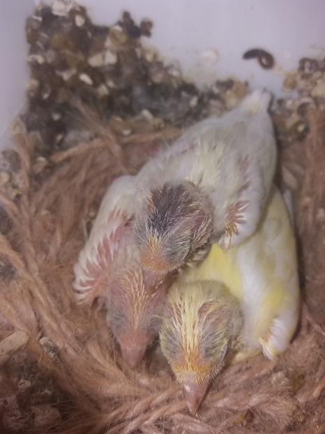 20170607_085541[1] - canari razza espagniola