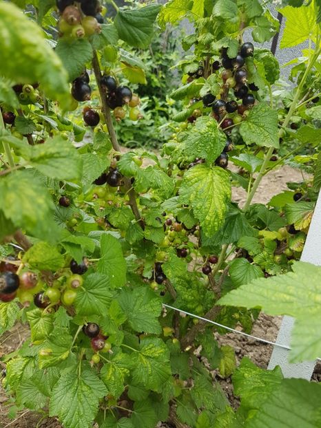 coacaz negru mare 20170604_120835 - Coacaz Titania - Negru