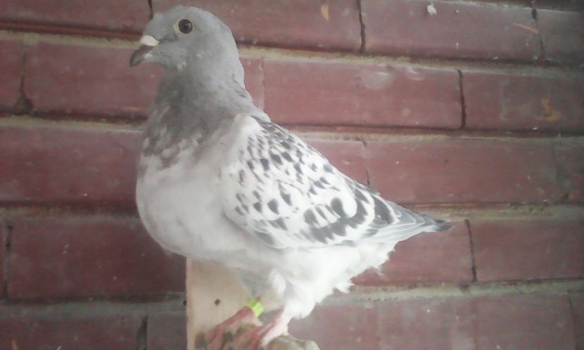 F 2017 - PUII 2017 DIN LA FABRICA