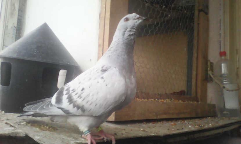 Extasy f2017 - PUII 2017 DIN LA FABRICA