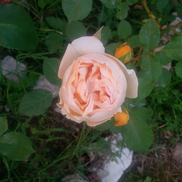 jude the obscure - trandafiri 2017