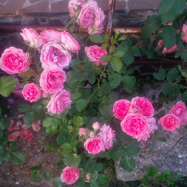 kimono - trandafiri 2017