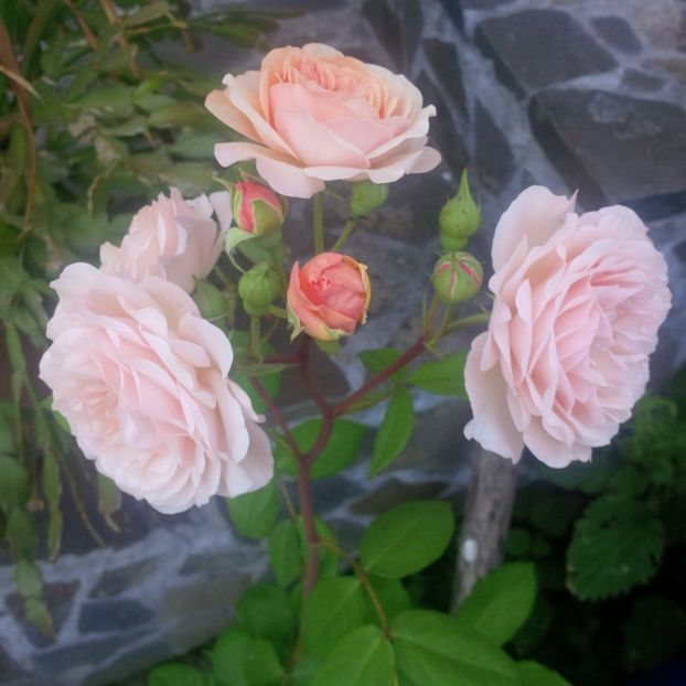 leander - trandafiri 2017