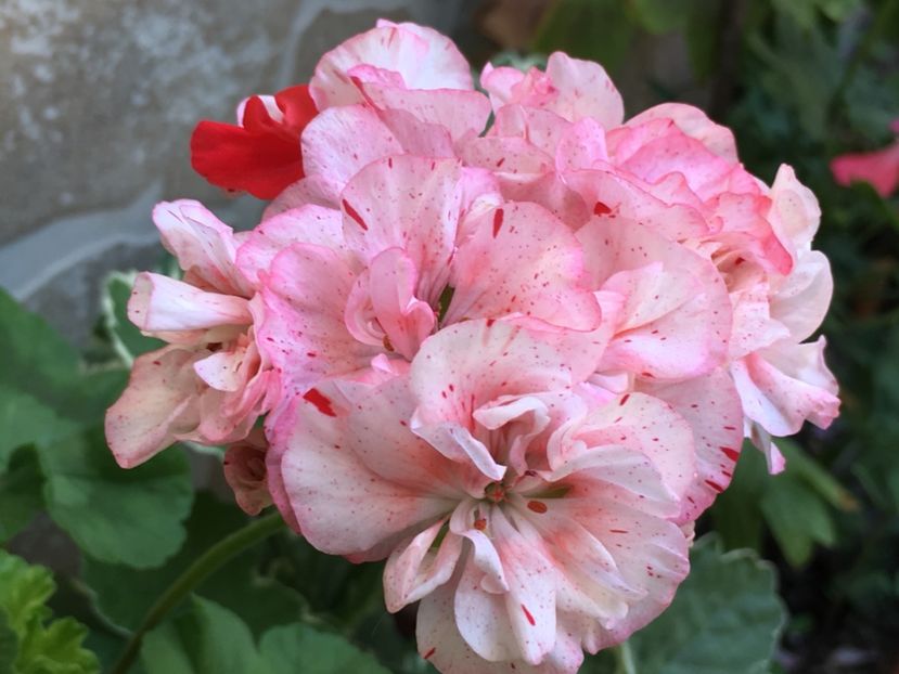 Magda - Muscate colectie