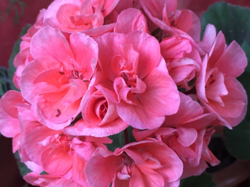 Classic Salmon - Muscate colectie