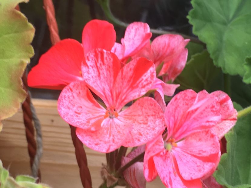 Mosaic Red - Mosaic Red