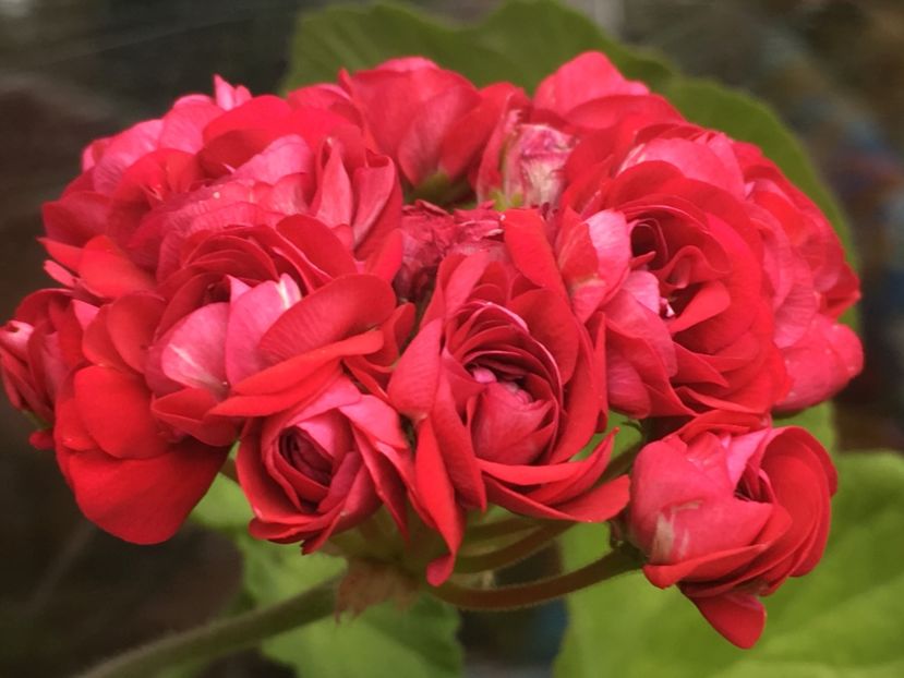 Plum Rambler - Muscate colectie