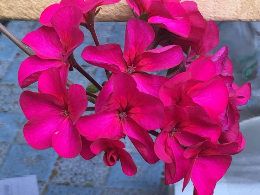 Purple Stars - Muscate colectie