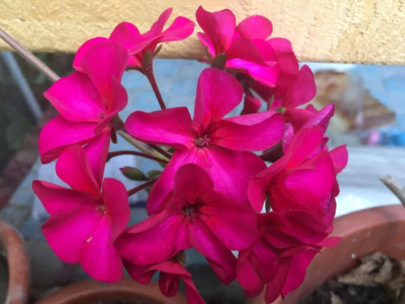 Purple Stars - Muscate colectie