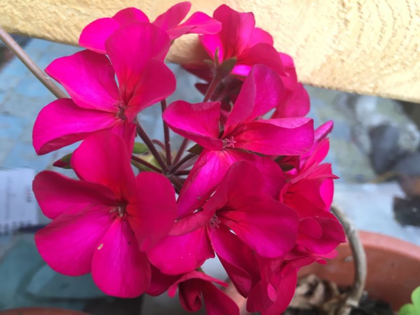 Purple Stars - Muscate colectie