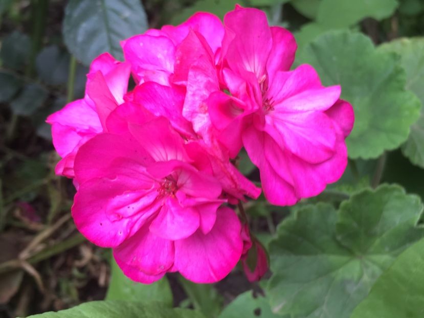 Tango Hot Pink - Muscate colectie