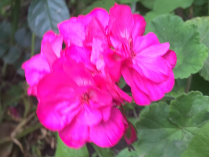 Tango Hot Pink - Muscate colectie