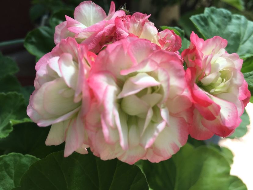 Appleblossom Rosebud - Muscate colectie