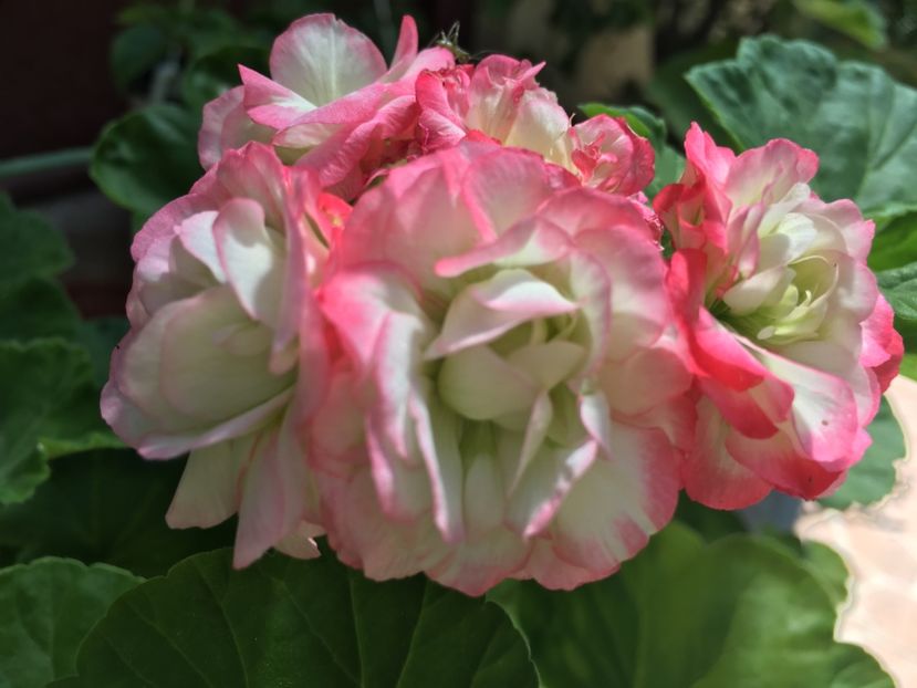 Appleblossom Rossebud - Muscate colectie