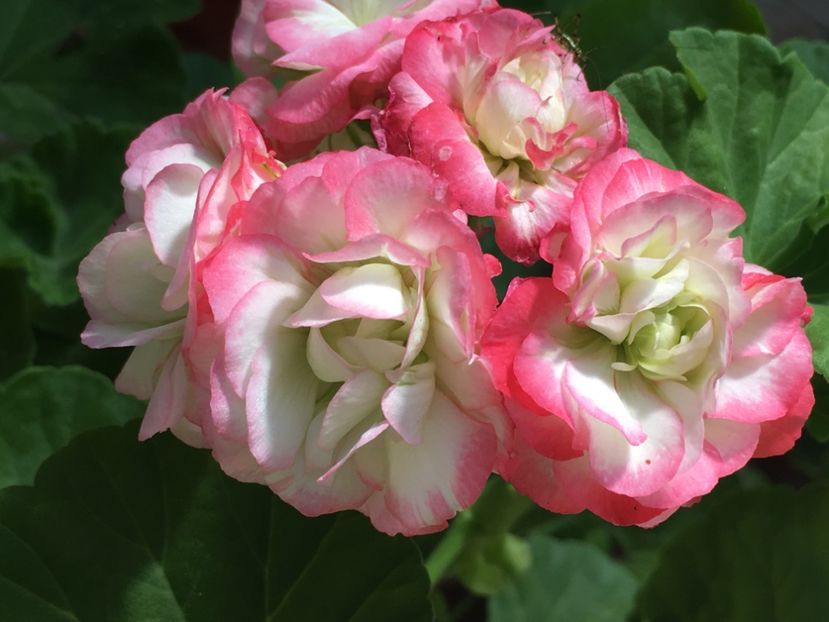 Appleblossom Rosebud - Muscate colectie