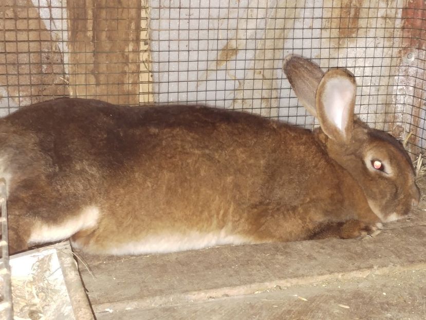  - Femelă Rex Castor matură 2017