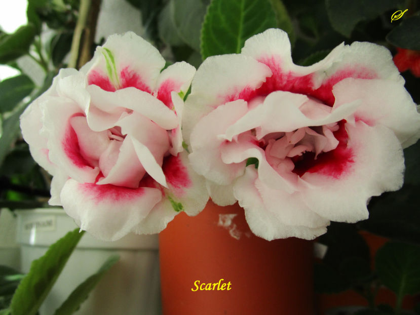 Scarlet(12-06-2017) - Gloxinii 2017