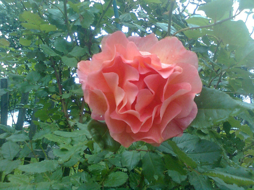  - Westerland-ROSE