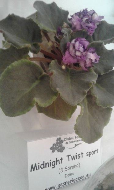  - Expozitie gesneriaceae si hoya- iunie 2017