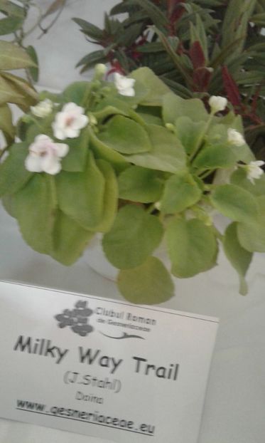  - Expozitie gesneriaceae si hoya- iunie 2017