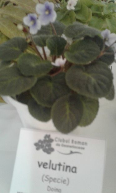  - Expozitie gesneriaceae si hoya- iunie 2017