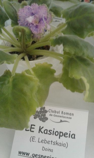  - Expozitie gesneriaceae si hoya- iunie 2017